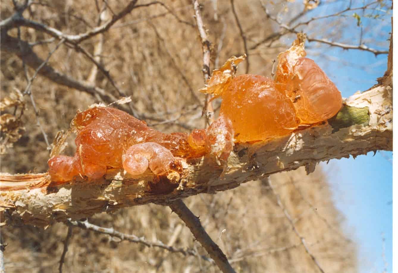 камедь акации. смола хвойных деревьев с северной и южной стороны. сосновая смола живица. смола хвойных деревьев. смола сосны.