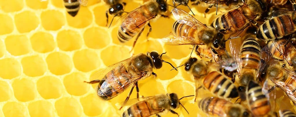 Hulp bij het kiezen van honing