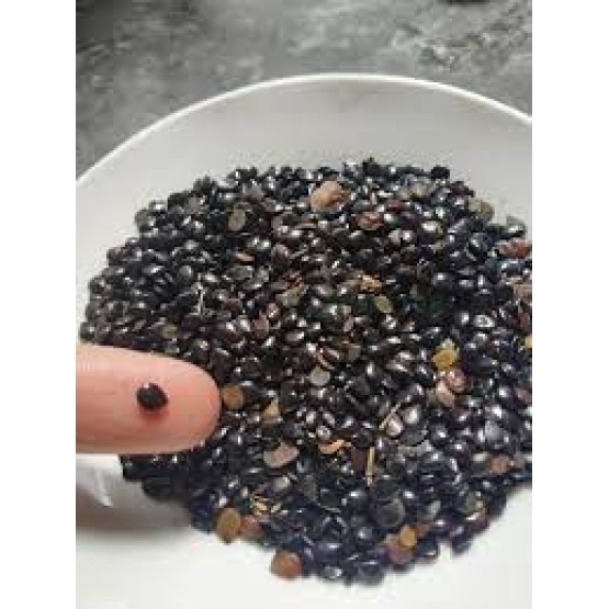 black seed
