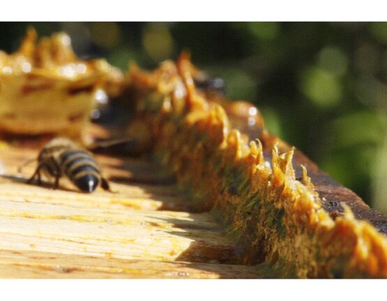 800px Propolis in beehives 900x700 1