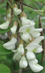 acaciablossom