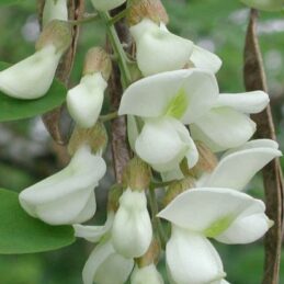 acaciablossom