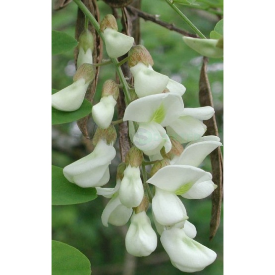 acaciablossom