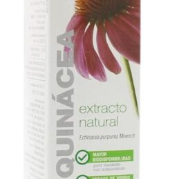 Echinacea Purpurea XXL
