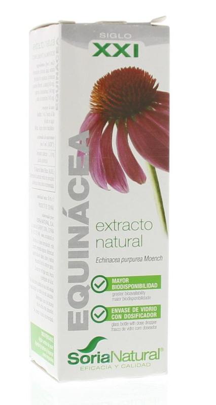 Echinacea Purpurea XXL Echinacea Purpurea XXL